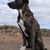 Bardino dog, Majorero Canario breed description and pictures