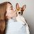 small brown white Basenji puppy sitting on the shoulder of the owner and getting a kiss, dog kiss, dog with standing ears, dog that looks similar to Chihuahua, only bigger, puppy of a Basenji dog