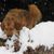Snow,dog,dog breed,carnivore,fawn,companion dog,freeze,muzzle,whiskers,winter,