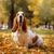 Basset sitting on a pile of leaves, Dog with long floppy ears, Dog that looks similar to Beagle, This dog tends to be overweight, Brown white small dog