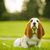brown Basset puppy with very long floppy ears sits on a green meadow
