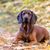 Dog,Mammal,Vertebrate,Canidae,Dog breed,Carnivore,Bavarian mountain hound,Hound,Hanover hound,Snout,