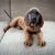 Dog,Mammal,Vertebrate,Dog breed,Canidae,Carnivore,Bloodhound,Bavarian mountain hound,Snout,Fila brasileiro,