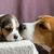 Dog,Mammal,Beagle,Vertebrate,Dog breed,Canidae,Beagle-harrier,Hamiltonstövare,American foxhound,English foxhound,