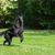 Belgian shepherd dog on meadow