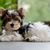 Biewer Terrier puppy, Yorkshire Terrier Biewer version, Yorkshire Terrier with white spot as own breed, small hypoallergenic breeds