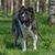 big brown white dog with tipped ears hanging with a leash on a tree in the forest, leashed big dog, brown white dog breed from Russia, Owtscharka, Siberian dog breed