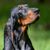 Black and Tan Coonhound, hunter dog, hunting dog, black and tan dog breed from America, American dog with long floppy ears, dog similar to Bracke, large dog breed, coon hunting dog