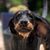 Black and Tan Coonhound puppy, hunter dog, hunting dog, black and tan dog breed from America, American dog with long floppy ears, dog similar to Bracke, large dog breed, coon hunting dog