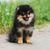 Dog,Mammal,Vertebrate,Canidae,Dog breed,Pomeranian,Spitz,German spitz klein,German spitz,Finnish lapphund,