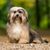 Dog,Mammal,Vertebrate,Dog breed,Canidae,Carnivore,Tibetan terrier,Lhasa apso,Löwchen,Havanese,