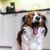 Dog,Canidae,Dog breed,Facial expression,Companion dog,Kooikerhondje,Snout,Carnivore,Sporting Group,Yawn,