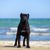 Dog,Vertebrate,Canidae,Mammal,Dog breed,Guard dog,Carnivore,Cane corso,Snout,Sea,