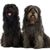 black catalan shepherd dog, big dog with long coat, dark coat, long coat in dog, dog herding sheep