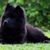 Dog,Mammal,Vertebrate,Dog breed,Canidae,German spitz mittel,Carnivore,Schipperke,Swedish lapphund,Eurasier,