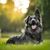 Dog,Mammal,Vertebrate,Dog breed,Canidae,Carnivore,Grass,Rare breed (dog),Sporting Group,Bohemian shepherd,