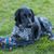 black and white german shorthair lies on a meadow and plays with a string toy