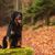 Dog,Mammal,Vertebrate,Dog breed,Canidae,Carnivore,Sporting Group,Hovawart,Tree,Gordon setter,