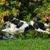 black springer spaniel jumping over a green meadow, black and white spotted spaniel with medium long coat, medium sized dog breed, hunting dog