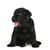 Mammal,Dog,Vertebrate,Dog breed,Canidae,Black,Puppy,Labrador retriever,Carnivore,Sporting Group,