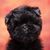 Dog,Mammal,Vertebrate,Canidae,Dog breed,Puppy,Affenpinscher,Companion dog,Shih tzu,Carnivore,