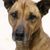 Black Mouth Cur breed brown and black muzzle, dog with short fur, American dog breed for hunting, guard dog, protection dog, working dog breed