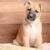 Black Mouth Cur puppy, brown dog with black mask, black muzzle, dog with tilt ears, dog that looks similar to Belgian Shepherd, guard dog from America, American dog breed