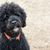 Portuguese water dog black