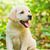 Dog,Mammal,Vertebrate,Dog breed,Canidae,Labrador retriever,Retriever,Puppy,Carnivore,Sporting Group,