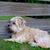 Dog,Mammal,Vertebrate,Dog breed,Canidae,Carnivore,Terrier,Sporting lucas terrier,Glen of imaal terrier,Dutch smoushond,