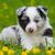 Dog,Mammal,Vertebrate,Dog breed,Australian collie,Canidae,Puppy,Carnivore,Border collie,Miniature australian shepherd,