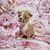 Dog, dog breed, carnivore, petal, purple, pink, companion dog, fawn, flower, working animal,