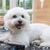 Bolognese dog, dog from Italy, small white dog breed, dog similar to Maltese, dog similar to Havanese, dog with curls, family dog, dog in autumn, small dog with many curls, dog at the hairdresser, shearing at the dog