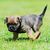 Dog,Mammal,Vertebrate,Dog breed,Canidae,Puppy,Carnivore,Border terrier,Companion dog,Snout,