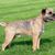 Dogs with a short tail, border terrier, rough haired dogs, dog with brown black coat, small dog breed
