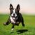 Dog,Mammal,Vertebrate,Dog breed,Canidae,Boston terrier,Grass,Carnivore,Snout,Companion dog,