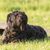 Bouvier des Flandres on meadow, dog with curls, black dog, therapy dog, dog for the police, working dog