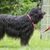 Bouvier des Flandres side profile, black dog with wavy coat, long coat