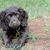 black boykin spaniel puppy on grass