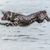 Boykin Spaniel bounces in the water