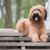 light brown briard with wavy long coat, dog with long coat, dog similar to sheep poodle, dog similar to poodle
