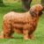 red dog breed with very long coat, wavy coat, large dog breed