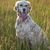 English Setter with light points, french and british dog breed, big dog with points, light setter