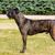 Dog,Mammal,Vertebrate,Dog breed,Canidae,Carnivore,Alaunt,Molosser,Perro de presa canario,Working dog,