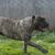 Dog,Mammal,Vertebrate,Dog breed,Canidae,Carnivore,Cimarrón uruguayo,Alaunt,Molosser,Perro de presa canario,