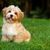 Dog,Mammal,Vertebrate,Dog breed,Canidae,Maltepoo,Puppy,Carnivore,Cavachon,Grass,