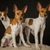 American Rat Terrier, Terrier from America, brown white dog breed, small dog with standing ears, portrait of a small dog, companion dog, family dog, three bicoloured dogs with big ears, small dog breed