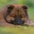 Mammal,Vertebrate,Dog,Dog breed,Canidae,Eurasier,Carnivore,Puppy,Snout,Fawn,
