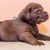 Mammal,Vertebrate,Dog breed,Dog,Canidae,Puppy,Carnivore,Sporting Group,Companion dog,Liver,