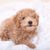 brown Pumi puppy